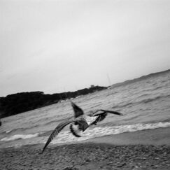 Porquerolles envol - José Nicolas - photographie contemporaine