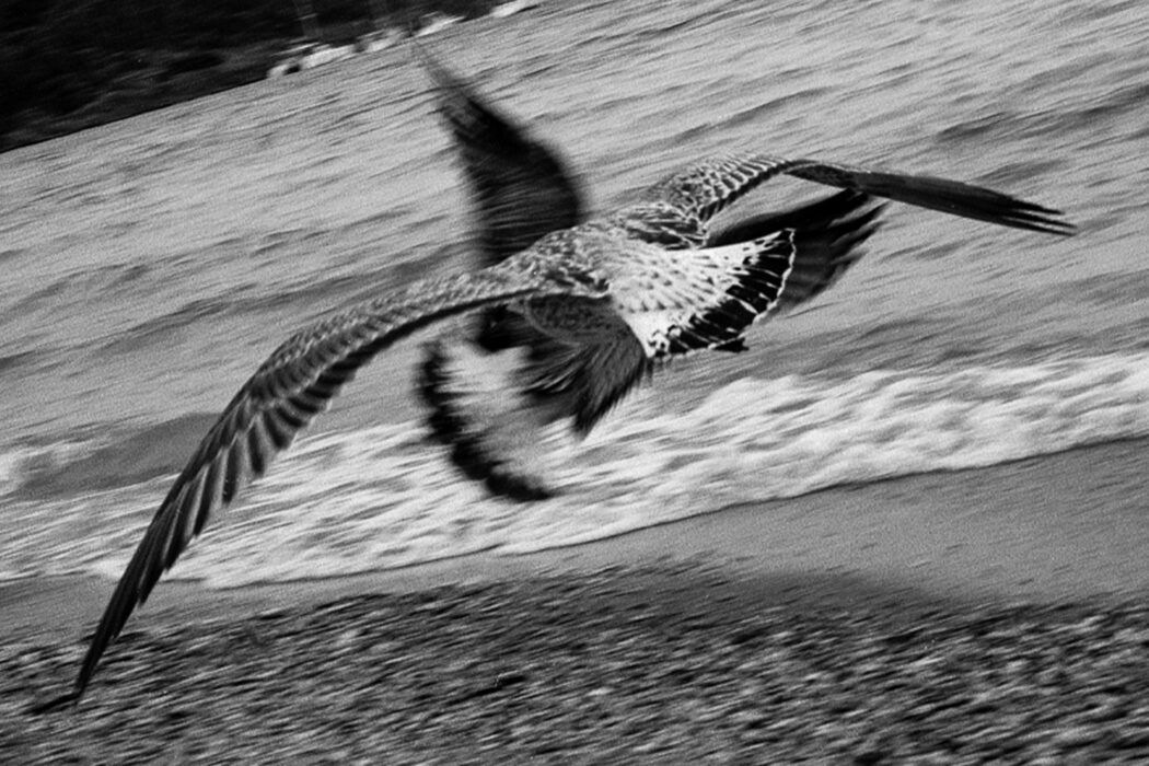 Porquerolles envol - José Nicolas - photographie contemporaine - déta