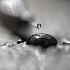 Méduse noire - Muriel Despiau - art contemporain - macro photographie