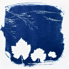 Cyanotype 10 - Valérie Gho - artiste contemporaine