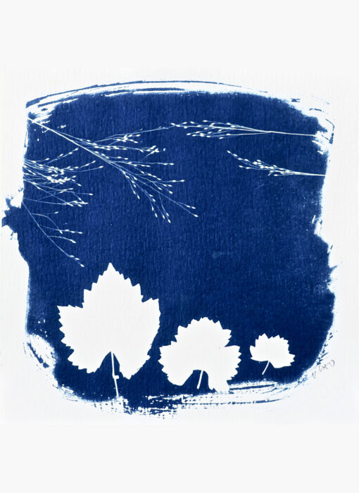 Cyanotype 10 - Valérie Gho - artiste contemporaine