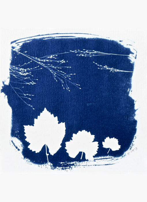 Cyanotype 10 - Cyanotype n°10 - Valérie Gho - artiste contemporaine