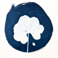 Cyanotype 6 - oeuvre contemporaine sur papier - Valérie Gho -