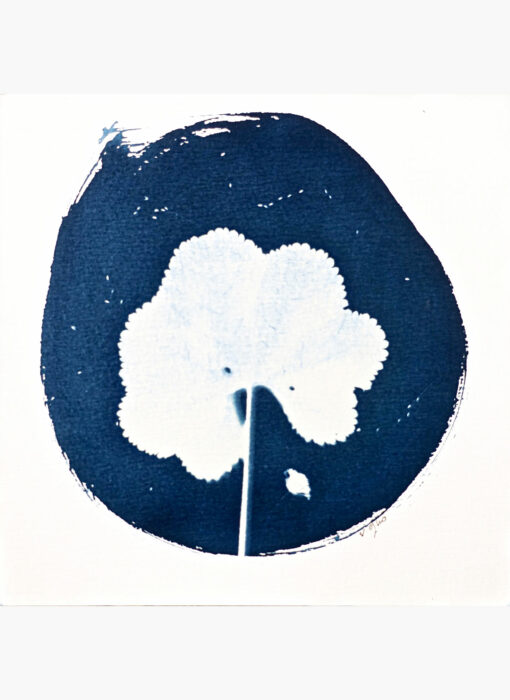 Cyanotype 6 - oeuvre contemporaine sur papier - Valérie Gho -