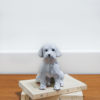 Chiot assis 1 - sitting puppy 1 ceramic - Bennie - céramique contemporaine - mise en scene